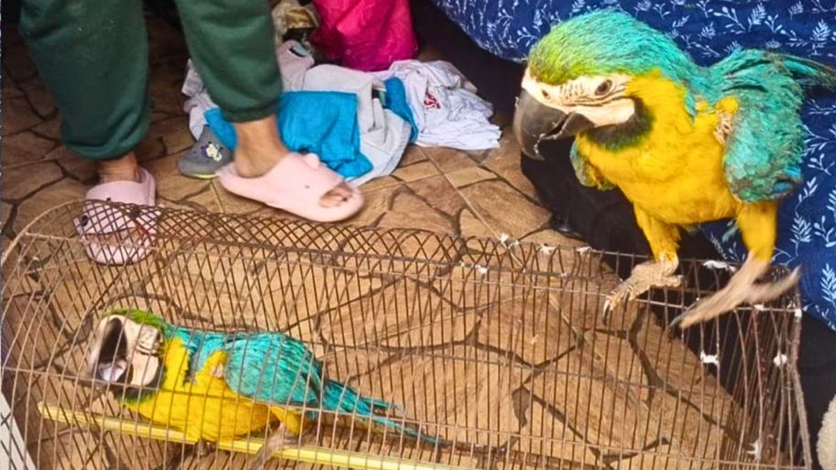 Denuncia ciudadana salvó a 7 animales del cautiverio en Bogotá