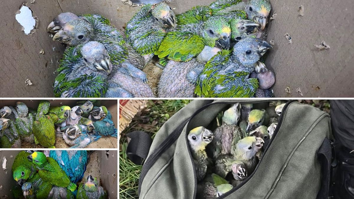 27 polluelos iban rumbo al comercio ilegal: CAR los rescató