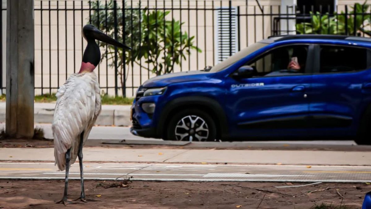 Cigüeña en Barranquilla
