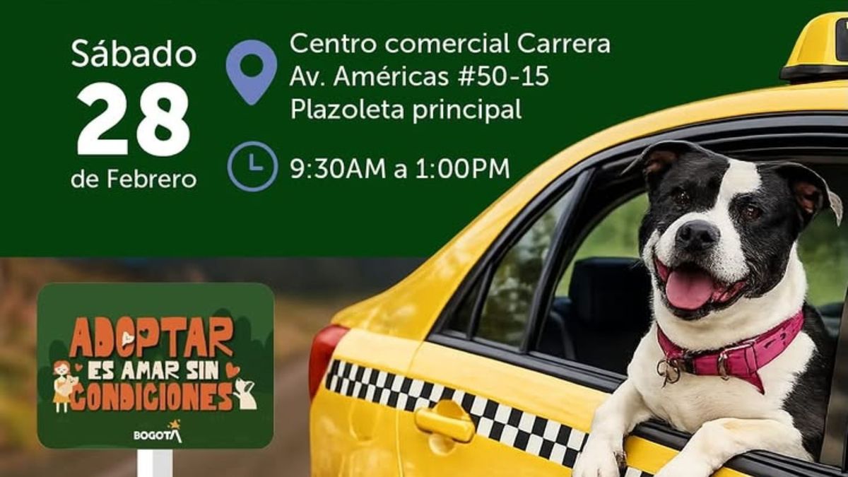 Perros y gatos buscan hogar en Bogotá: adopte este 28 de febrero