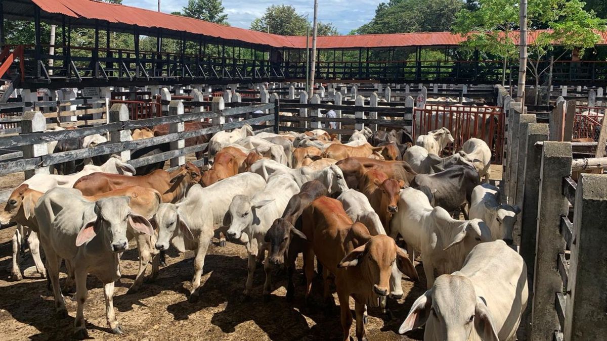 Ganado en un corral