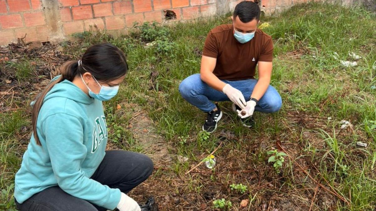 Recolección de caracol africano en San Gil