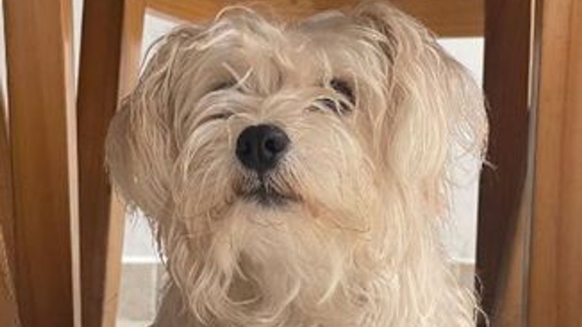 Perros fallecen en Floridablanca por presunto envenenamiento