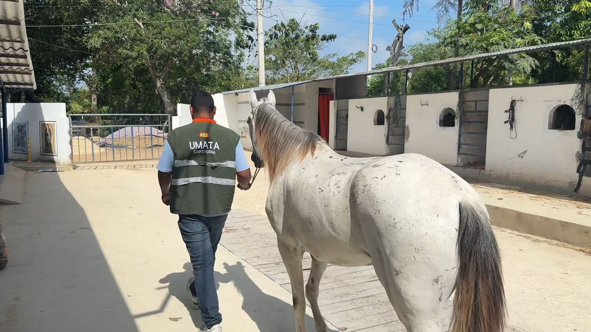 Caballo retirado por parte de la Umata