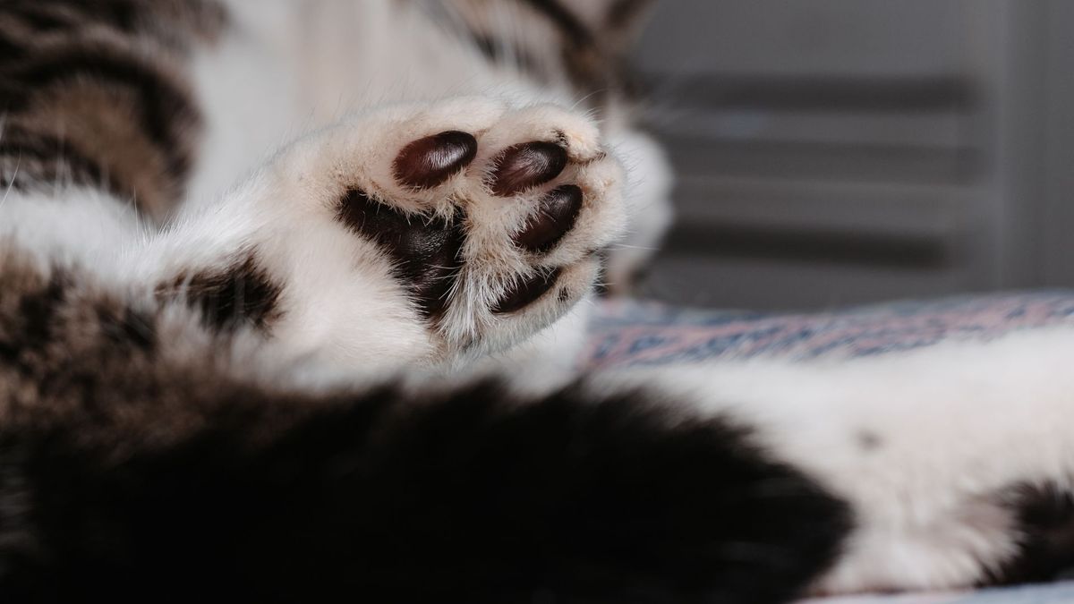 Gato fue rescatado en Bello tras video que tiene a todos indignados