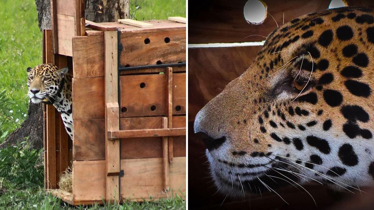 Jaguar liberado en Cundinamarca hoy se acerca a Venezuela