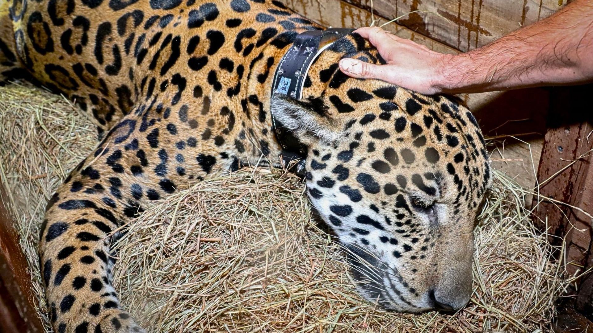 Jaguar que fue rescatado y liberado en Cundinamarca muestra avances favorables. 