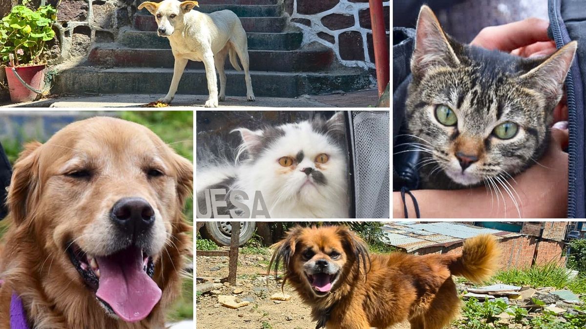 Distrito abre 500 turnos sin costo para perros y gatos en marzo