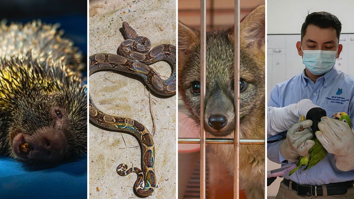 93 animales murieron atropellados en Cundinamarca en 2025