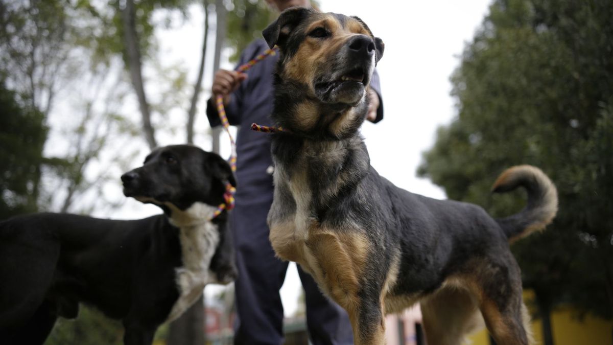 Perros en Bogotá
