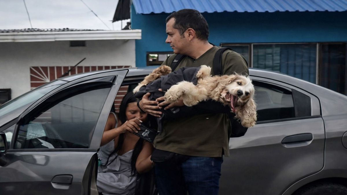 Perrito rescatado en Ibagué