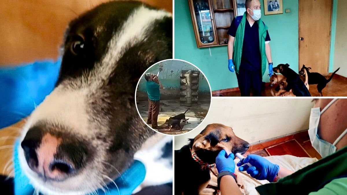 Perritos quedaron sin su cuidador: Distrito llegó a Engativá a revisar su estado