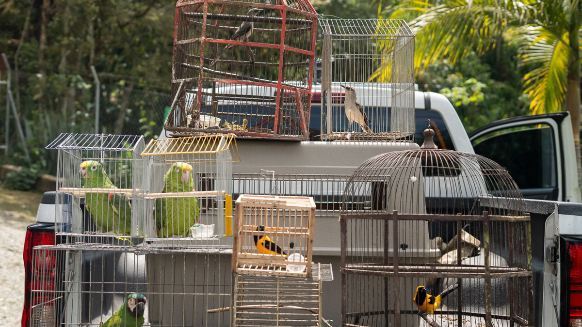 Rescataron ocho aves que pasaron hasta 10 años en cautiverio en Guarne