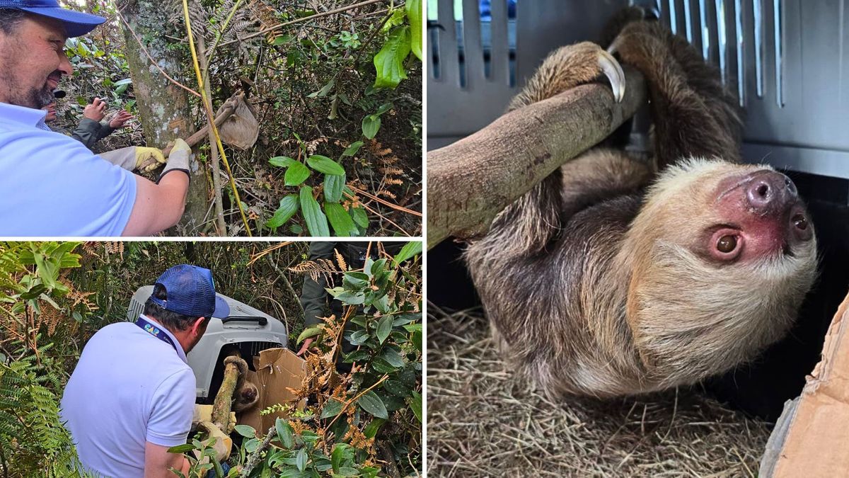 Hallaron perezoso junto a su mamá muerta y meses después regresó a la selva