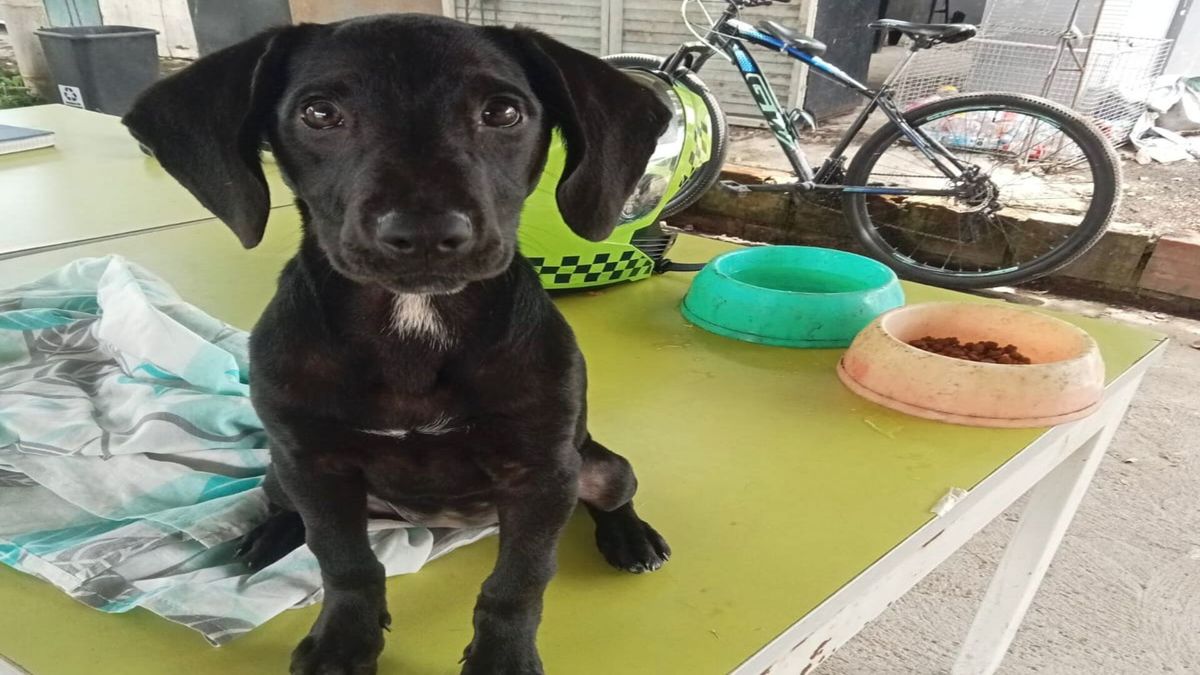 Maltrato Animal | Agresión Mascotas | Caso Maltrato | Marzo 2026