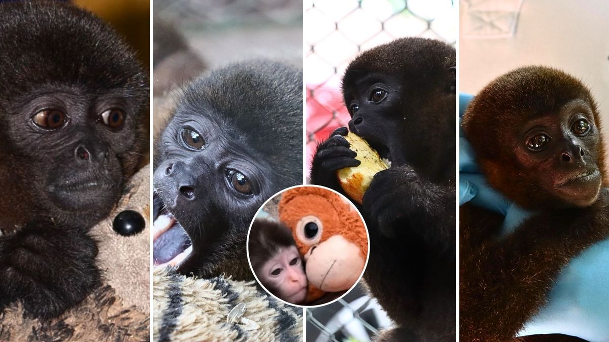 Historia del 'Punch colombiano' conmueve: mono churuco fue rescatado en Huila