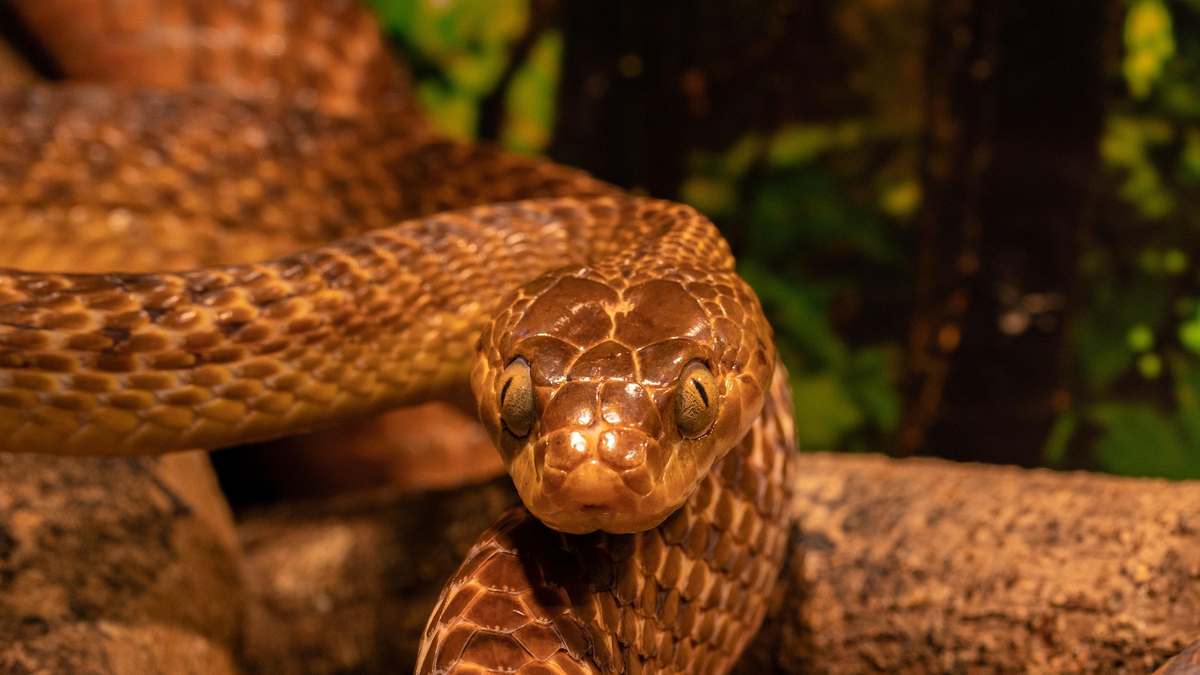 Falleció en Amalfi el hermano del artista Horacio Grisales tras mordedura de mapaná