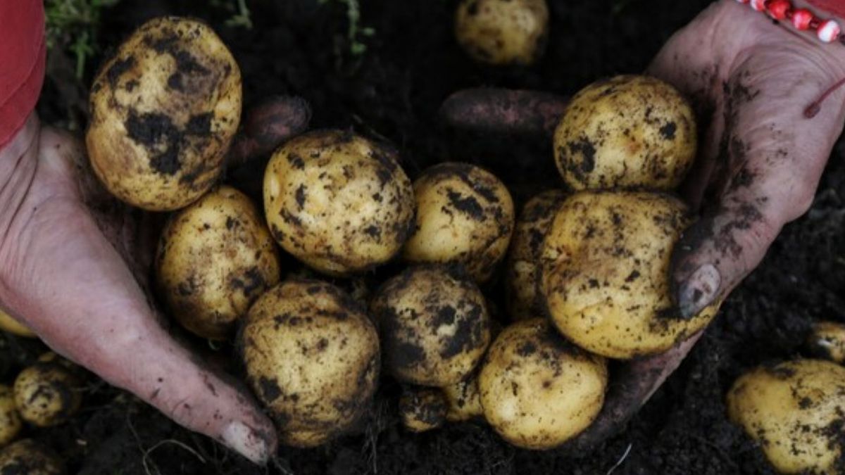 Precios en Corabastos este 9 de marzo de 2026 alimentos que más bajaron HOY