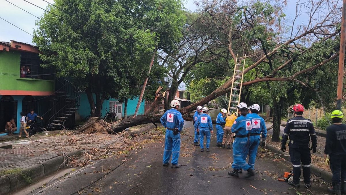 Árbol caído en Neiva