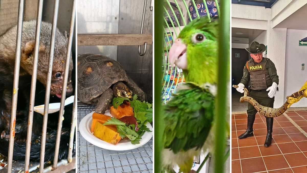 Rescatan boa, garza y tortugas que tenían como atracción en Villeta