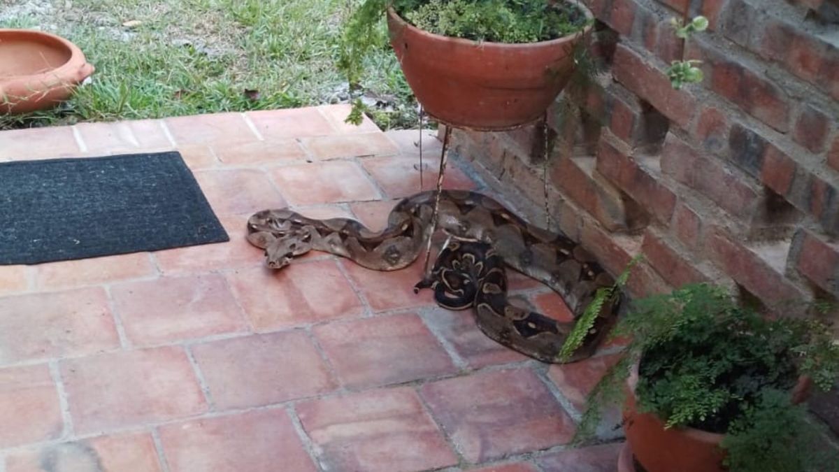 Boa constrictor en Barichara