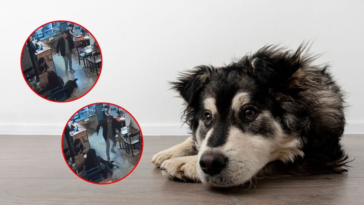 Graban momento en que hombre aplasta la cola de una perrita y desata furia en redes