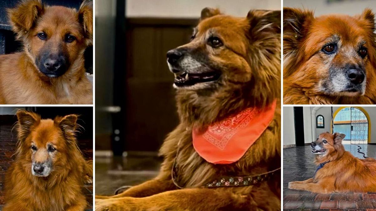 Murió Canela, la perrita que acompañó por años los pasillos del Concejo de Bogotá