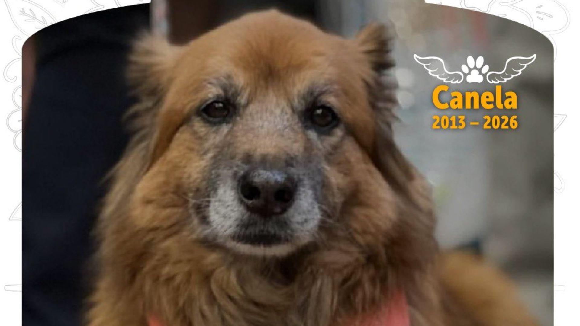 Bogotá despide a Canela, la perrita que se volvió símbolo del Concejo