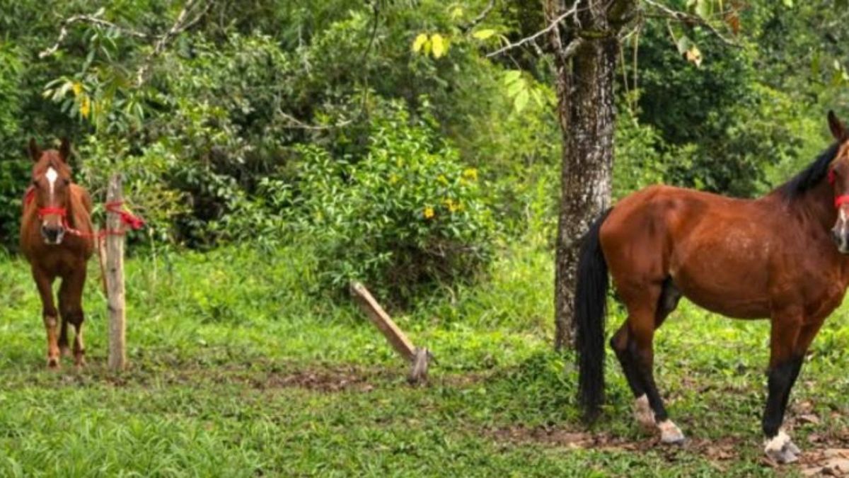 Aurelio, de cinco años, y Estampa, de nueve, han encontrado un nuevo hogar.