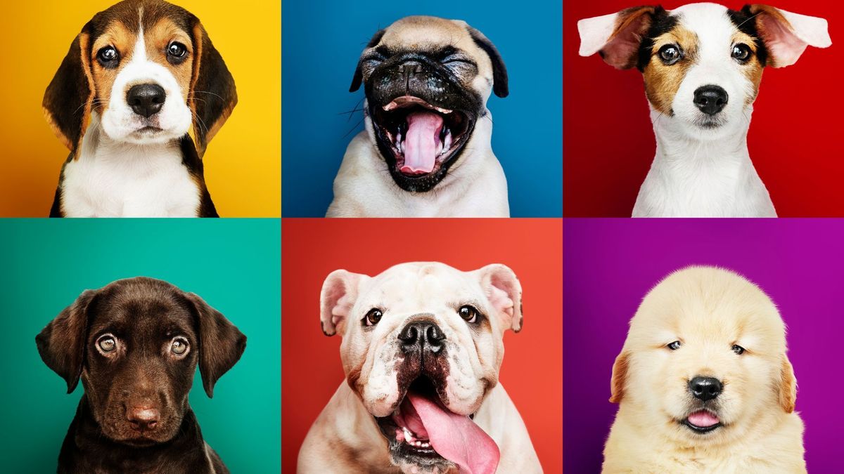 ¿Quiere adoptar un perro o gato? Este domingo habrá jornada en El Edén en Bogotá