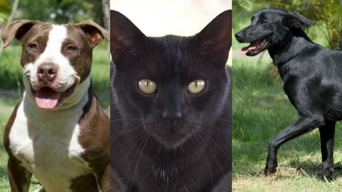 Animales en Bucaramanga