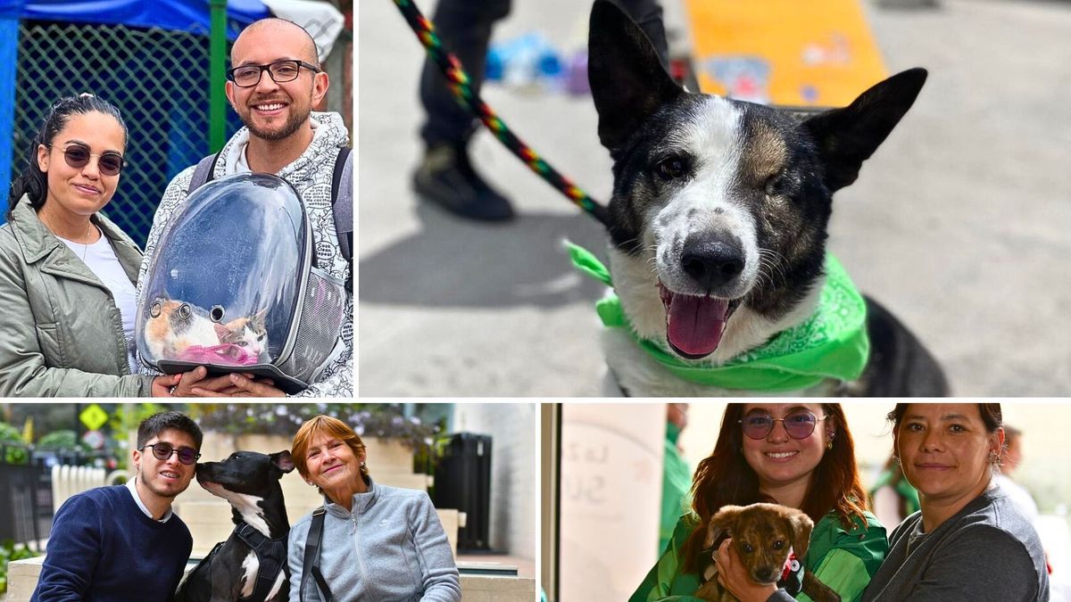 Perritos y gatos del Distrito buscan hogar: jornada de adopción en Palatino