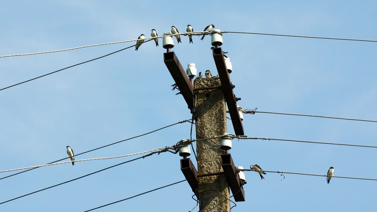 Muerte de animales por cables de alta tensión