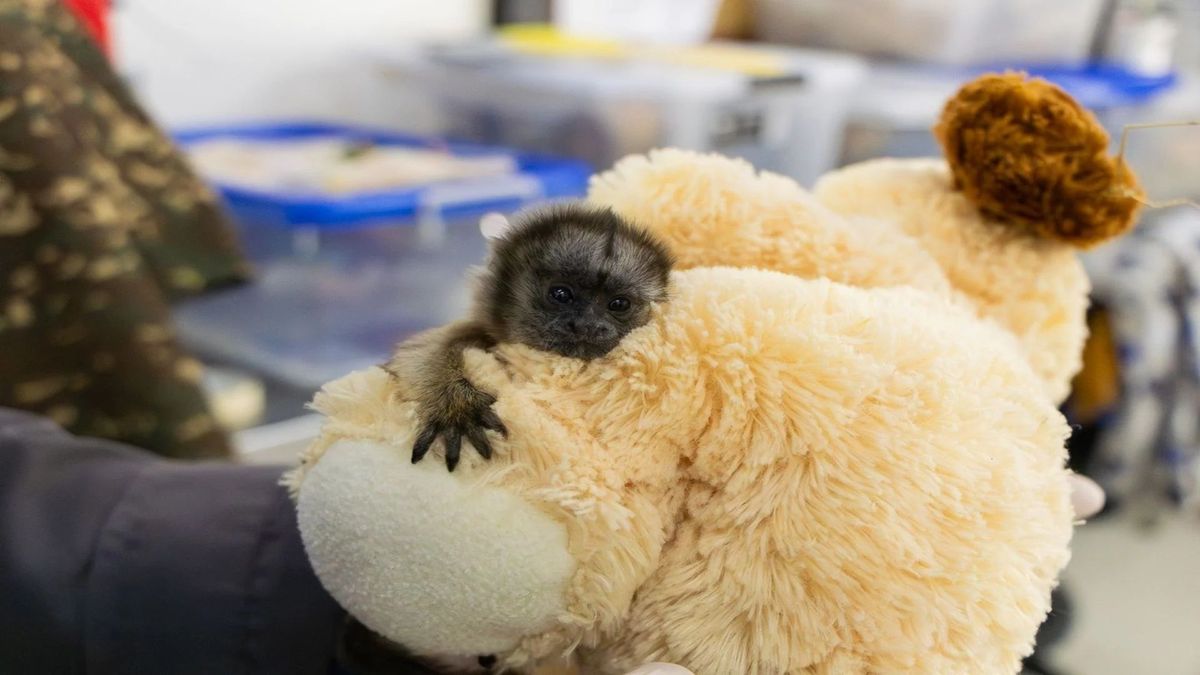 Mono tití gris halla consuelo en peluche