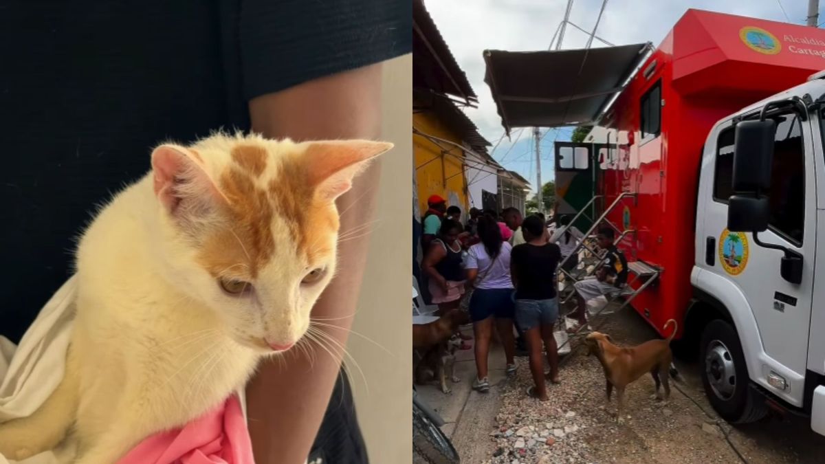 Esterilización de perros y gatos en Cartagena