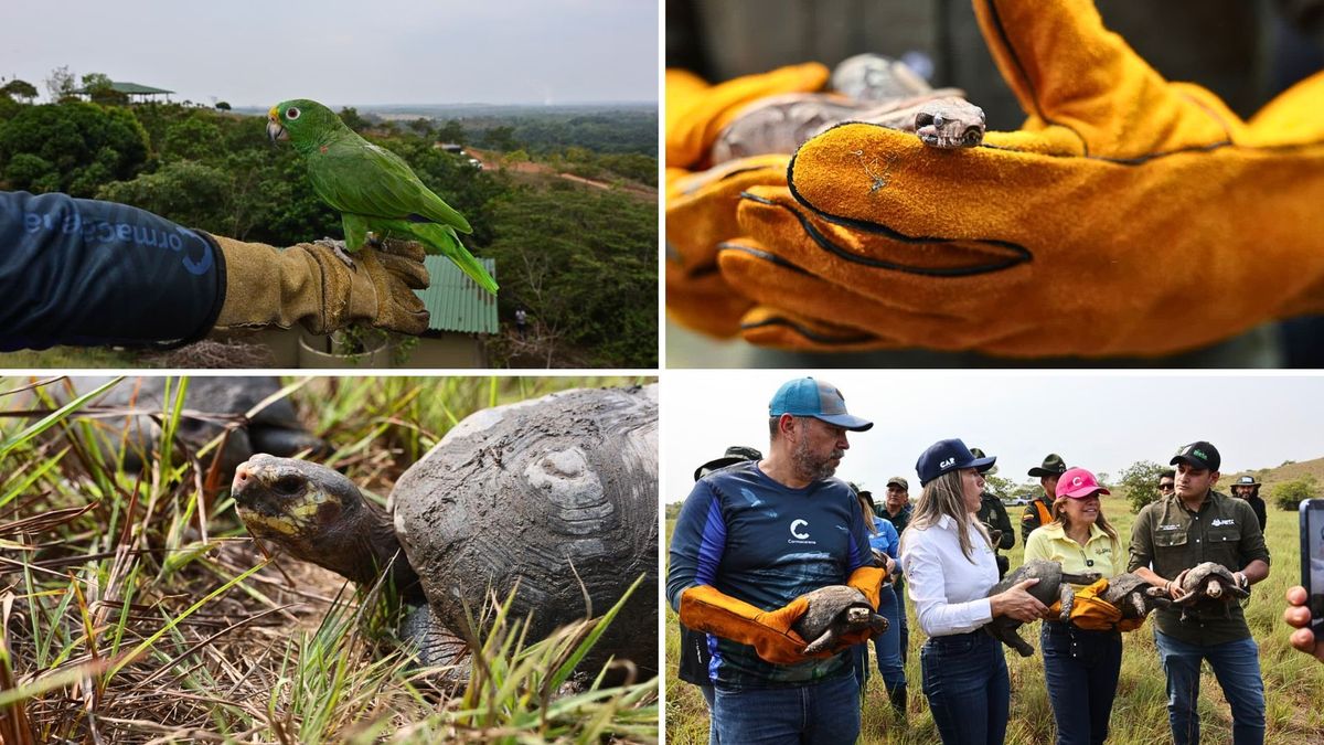 Tortugas, loras y boa vuelven a su hogar: liberan más de 200 animales