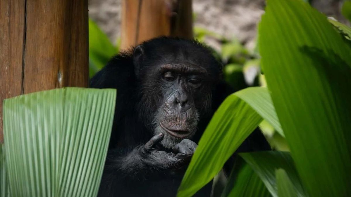 Yoko, el chimpancé, en el bioparque Ukumarí de Pereira
