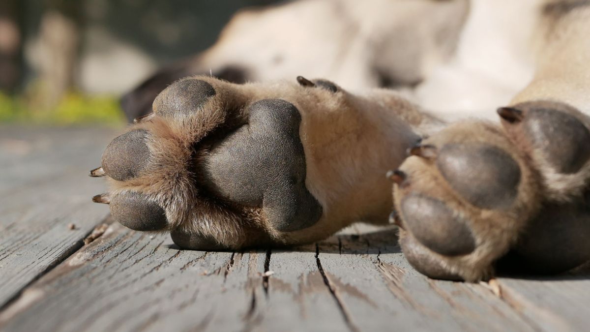 Entre los casos mencionados por la comunidad están los de perros llamados 'Abby', 'Avril' y 'Nutella'.