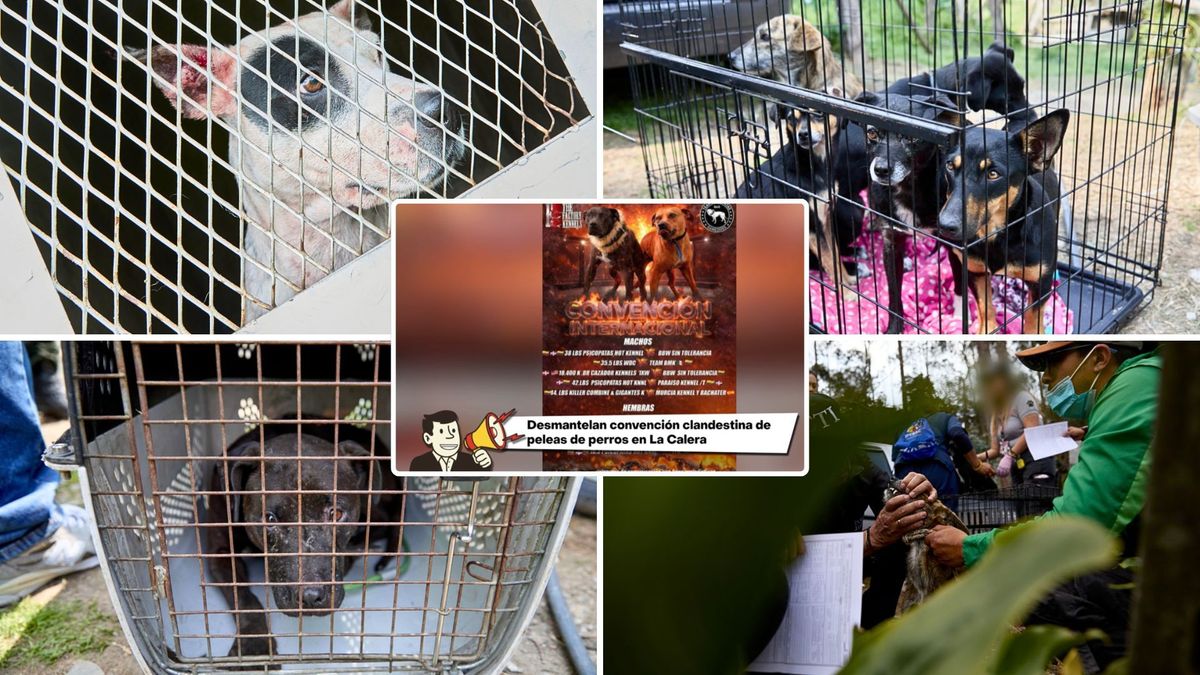 Rescatan perros maltratados en La Calera: así operaba la red ilegal