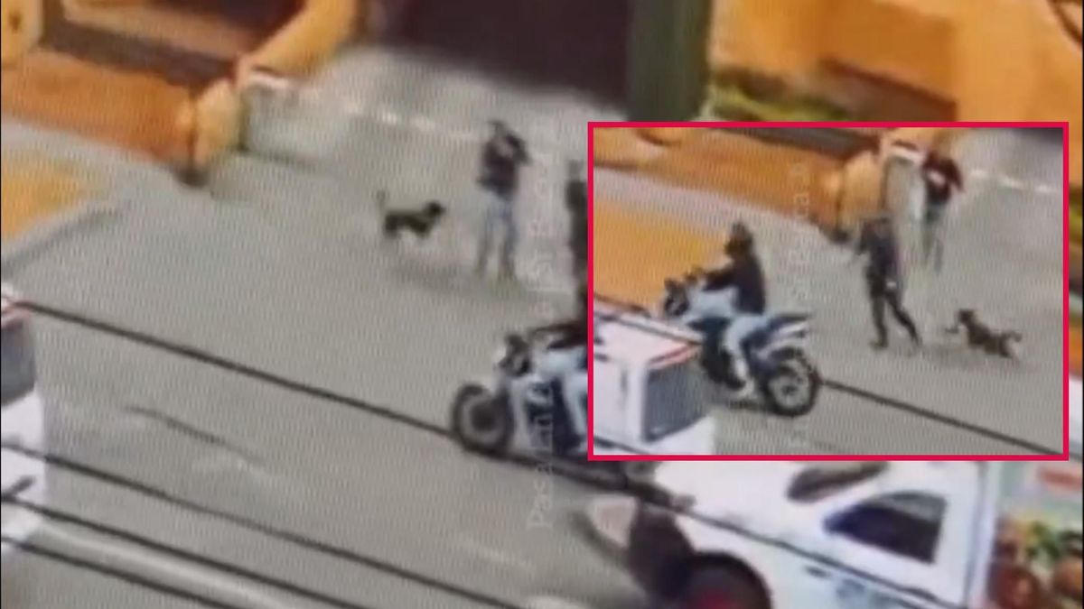 Perros evitan atraco armado en Bogotá