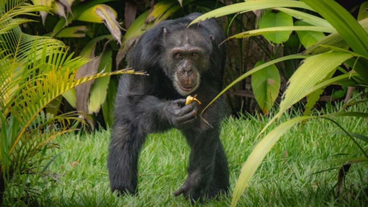 La CAR Risaralda solicitó delegación nacional para verificar situación de Yoko en Brasil