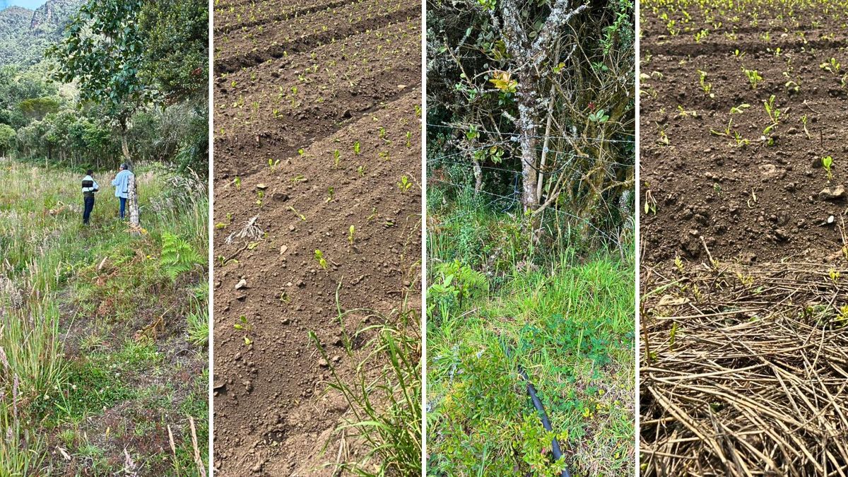 CAR interviene cultivo ilegal de papa en el río Bogotá