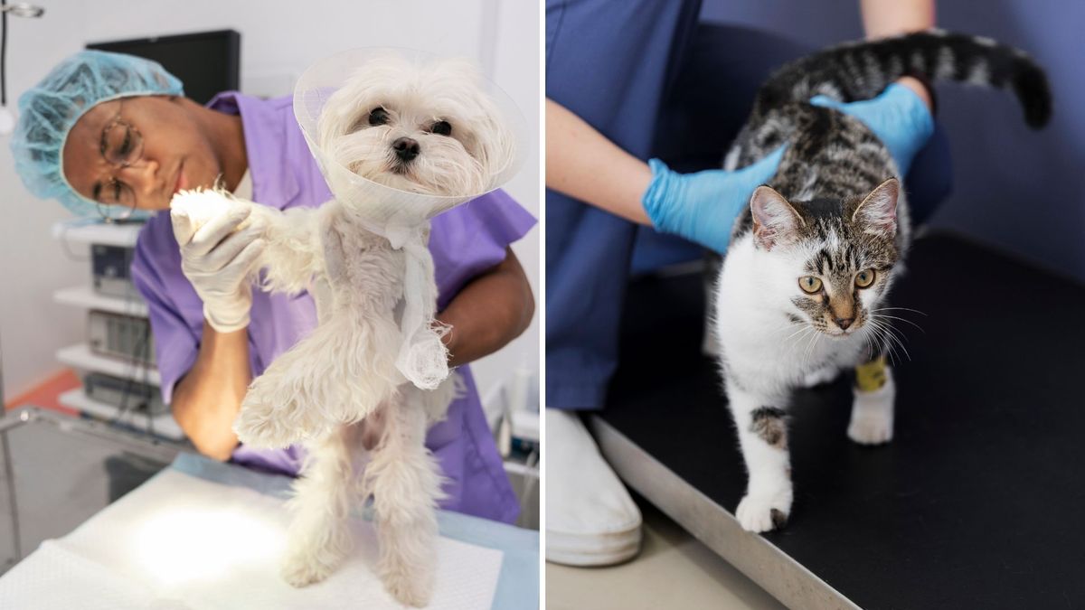 Esterilización gratis en Kennedy: proteja a su mascota y evite abandonos