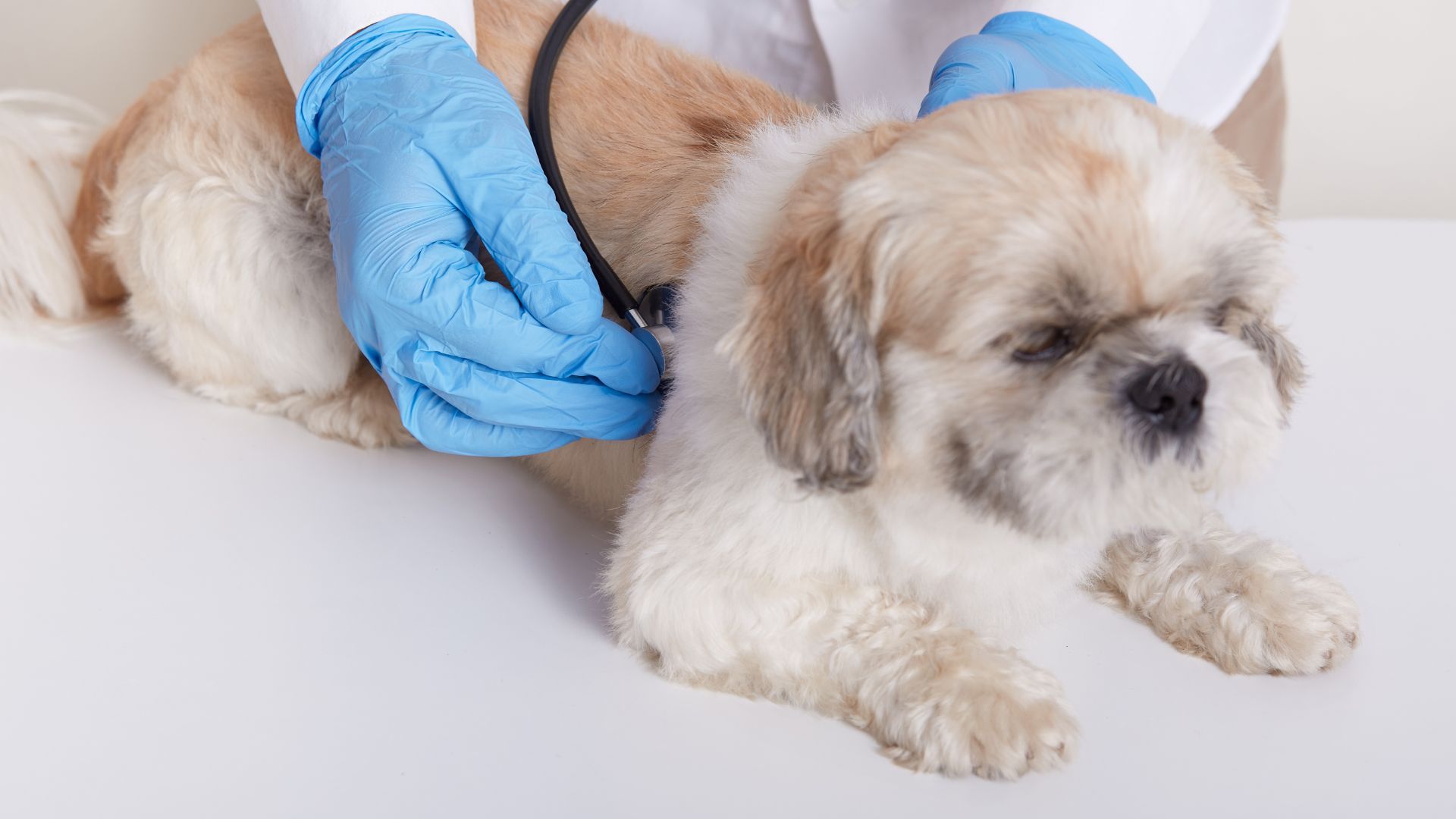 Perros y gatos de Kennedy tendrán esterilizaciones gratis