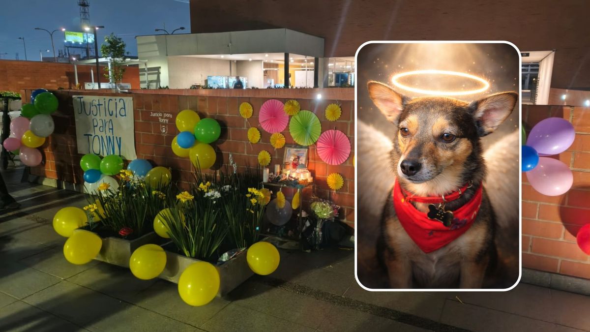 Tonny, perro lanzado desde un piso 25 en Kennedy: Distrito entrega detalles