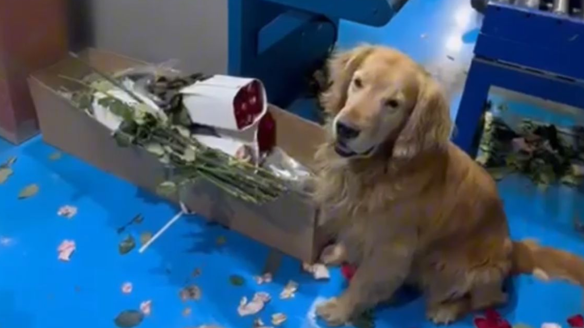 Droga oculta en flores en El Dorado