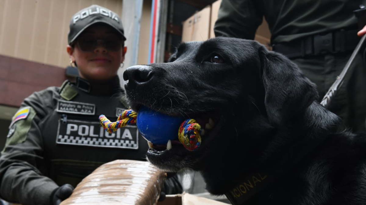Un perro de la Policía descubre 2 toneladas de marihuana en Medellín