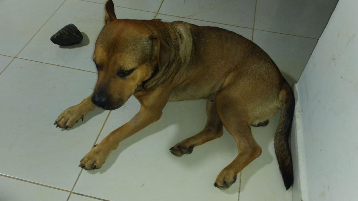 A machete quisieron acabar con la vida de un perro en Risaralda