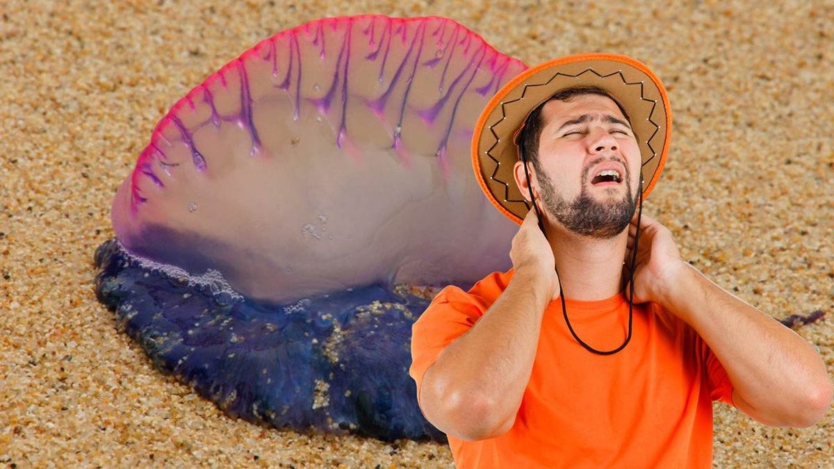 Encuentran aguamalas en La Guajira