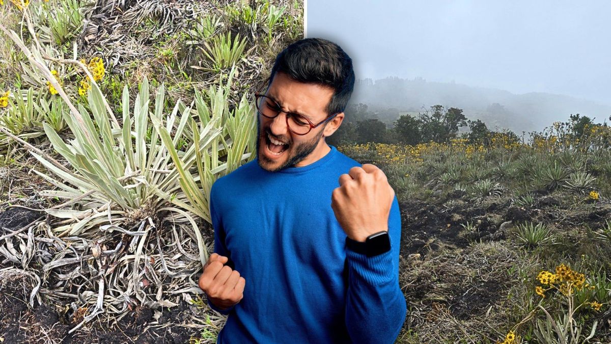 Arrasaron frailejones para sembrar papa y ahora pagarán millonaria multa